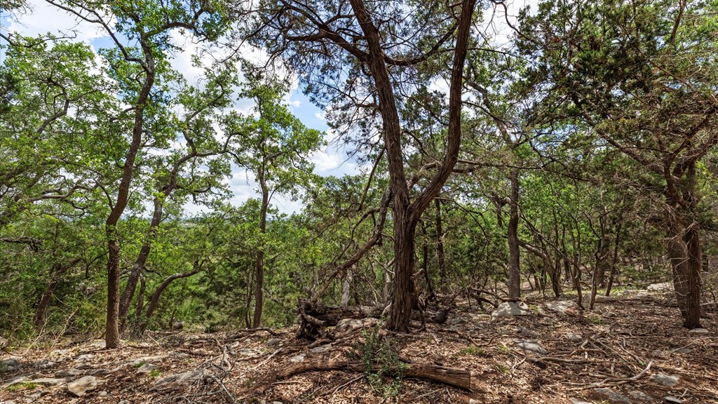 Undisclosed Address Spring Branch, TX 78070 - Photo 4 of 15 a view of a forest