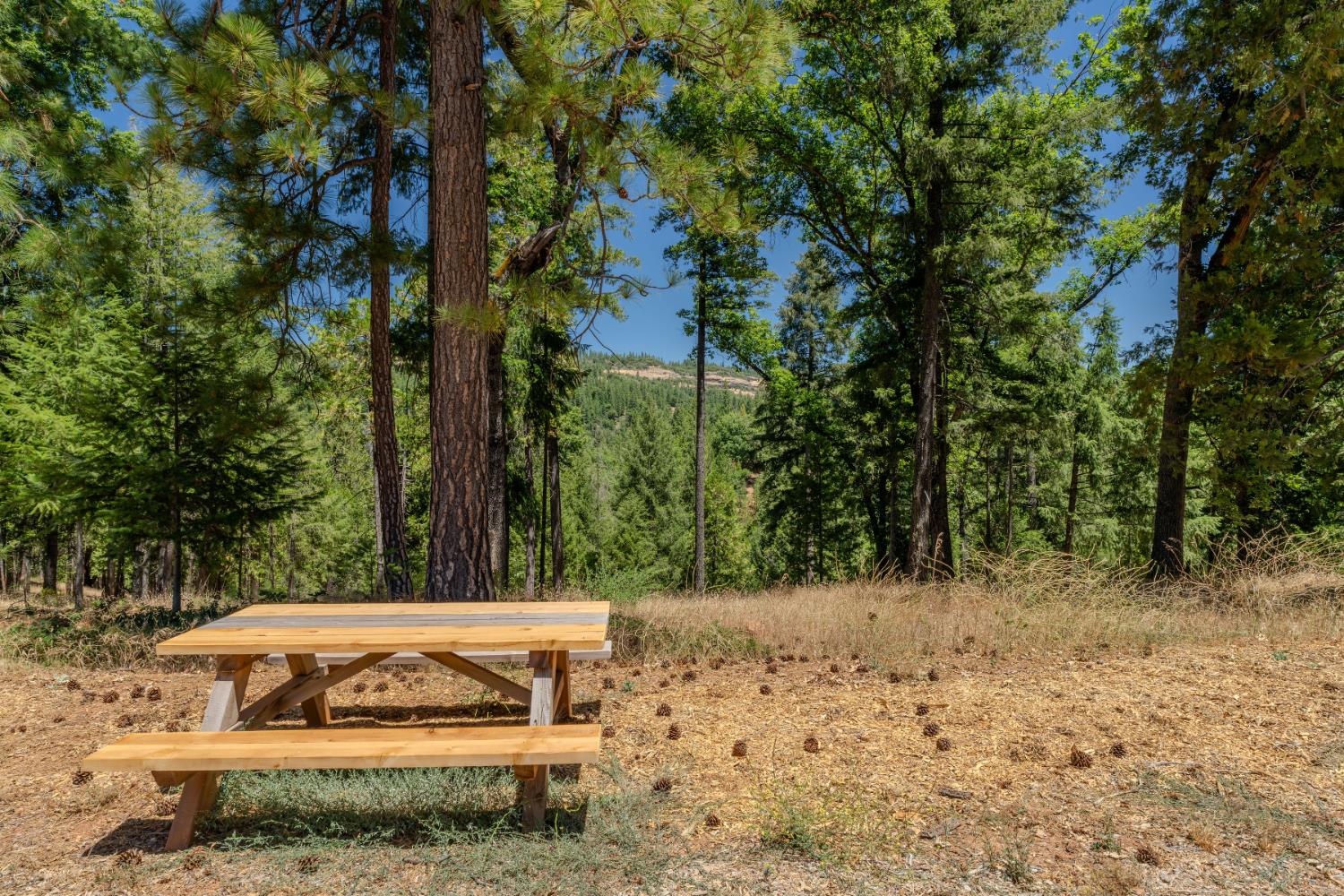 7401 Schaad Road Wilseyville, CA 95257 - Photo 58 of 76 a view of a yard with large trees