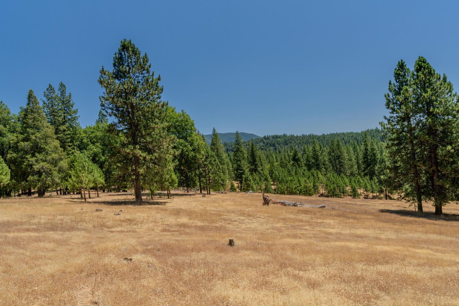 7401 Schaad Road Wilseyville, CA 95257 - Photo 74 of 76 a view of outdoor space with trees