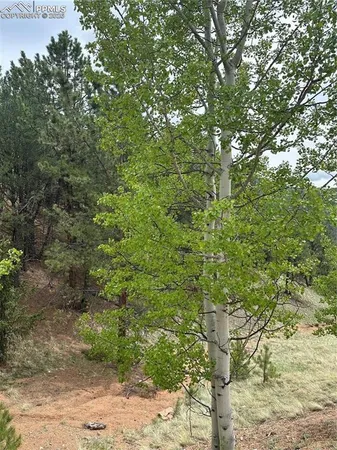 $13,000 | 1600 Pikes Peak Drive, Divide, CO 80814