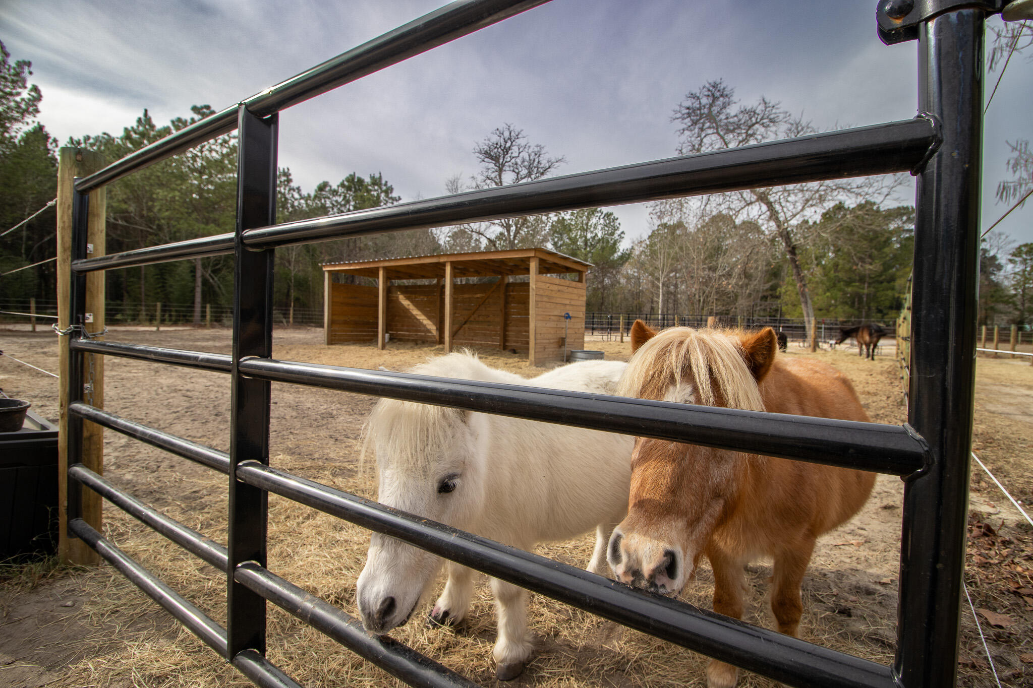 142 Hopewell Road North, SC 29112 - Photo 34 of 112