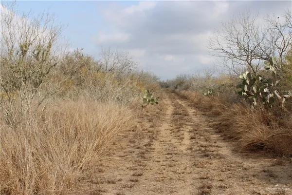 a view of a dry yard with trees