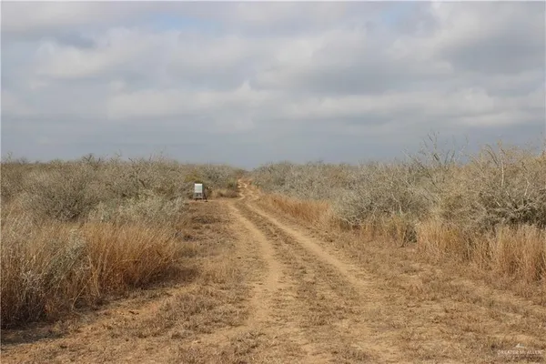 a view of a dry yard with trees