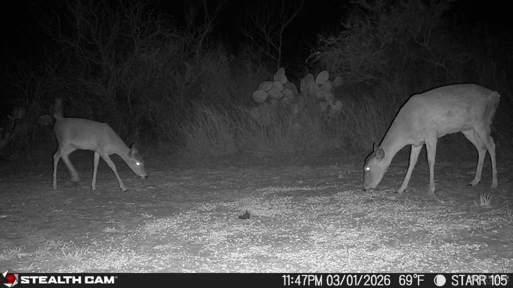 0 Private Encino, TX 78353 - Photo 20 of 29 a view of outdoor space