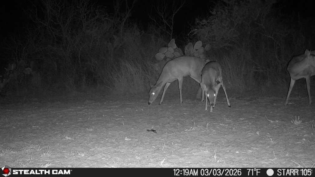 0 Private Encino, TX 78353 - Photo 21 of 29 a view of a yard