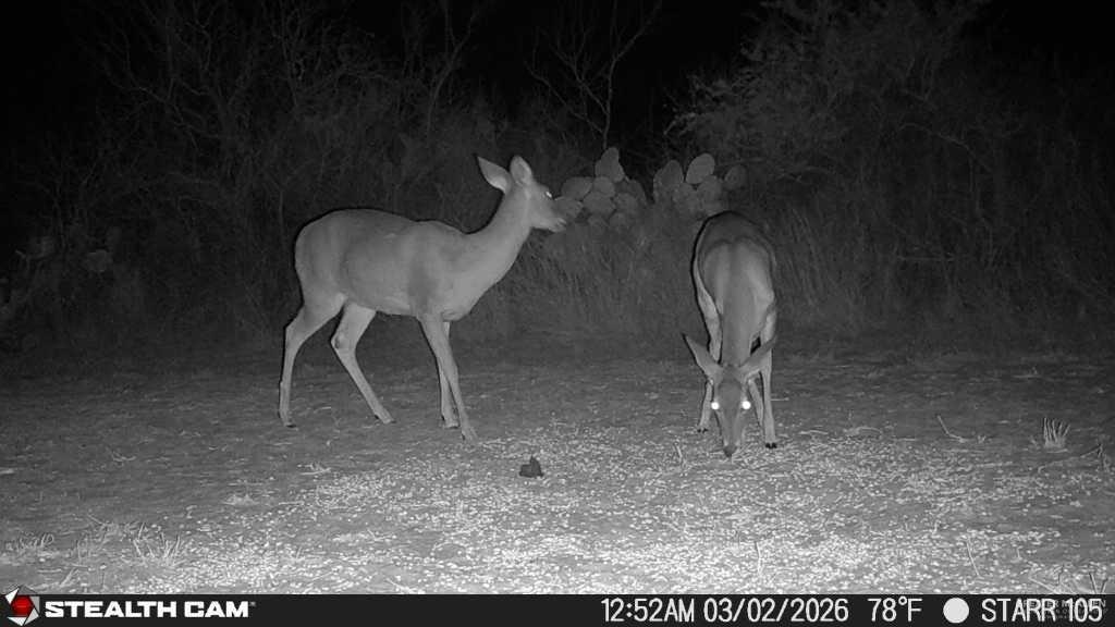 0 Private Encino, TX 78353 - Photo 23 of 29 a view of a room with a wooden floor