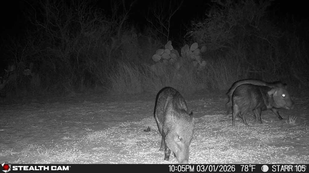 0 Private Encino, TX 78353 - Photo 25 of 29