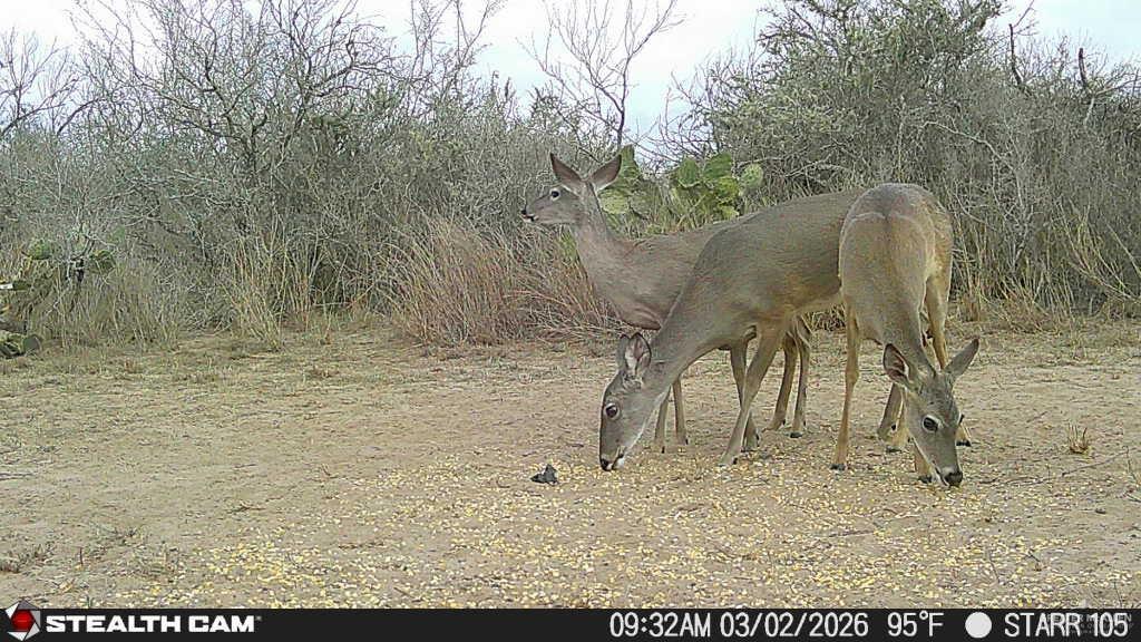 0 Private Encino, TX 78353 - Photo 29 of 29 a backyard of a house with lots of green space