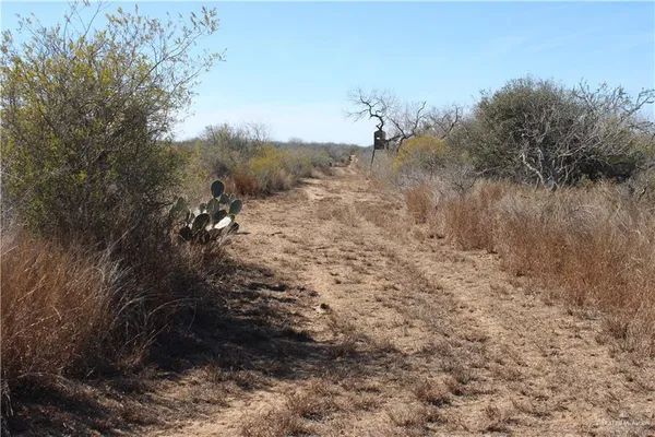 a view of a dry field with lots of trees
