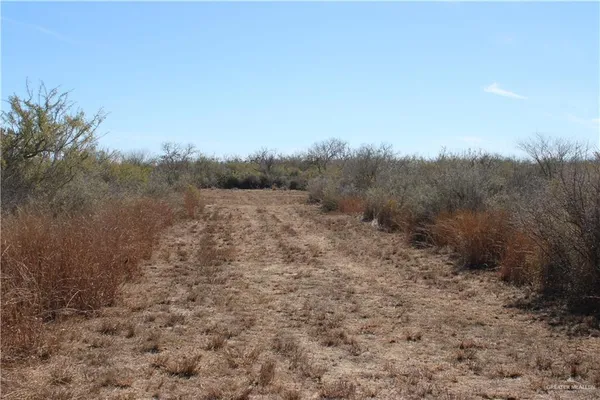 a view of a dry yard with trees
