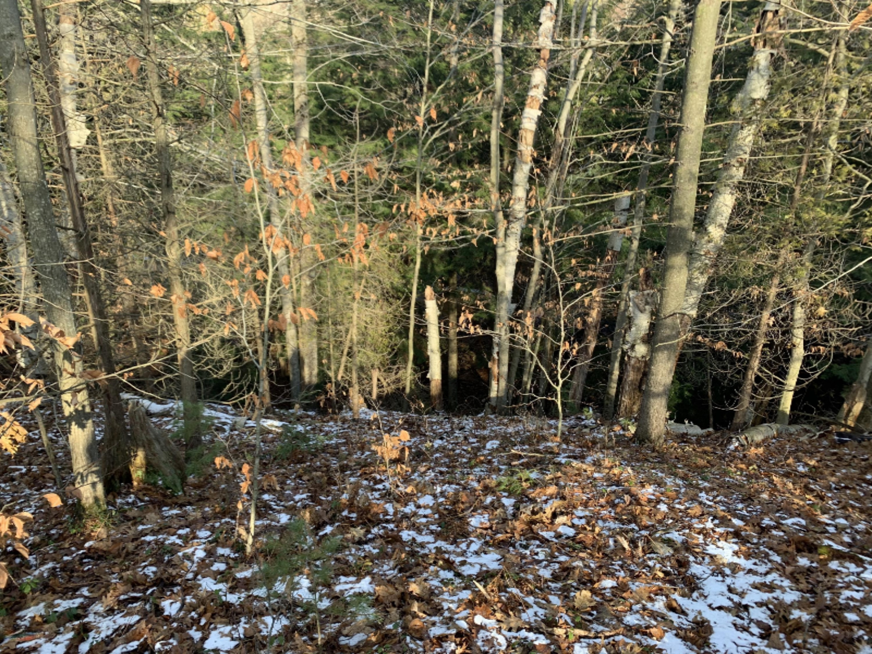 Lot 27 Mears Road Ludington, MI 49431 - Photo 10 of 20 IMG_5680
