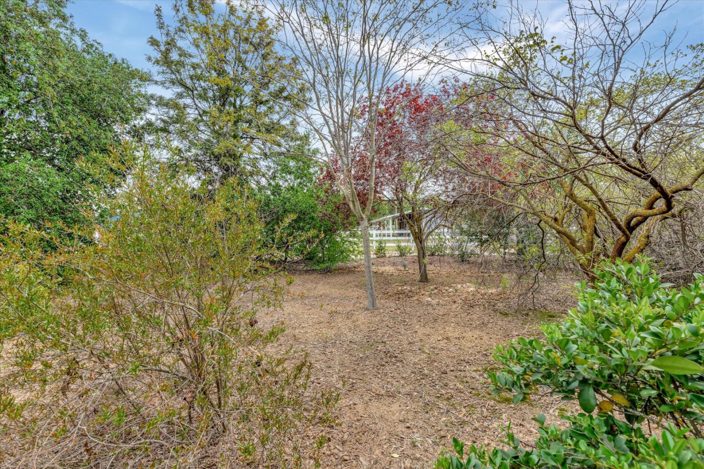 1660 Eberts Drive San Martin, CA 95046 - Photo 40 of 77 a view of a forest with trees
