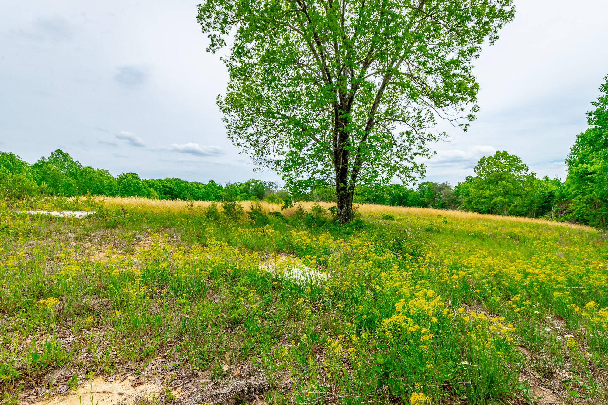 0 Ray Gadd Road Graysville, TN 37338 - Photo 72 of 109 Ray Gadd Road Lot HD-17
