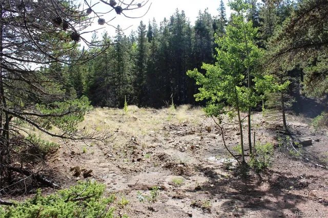 a view of a tree in the middle of a yard