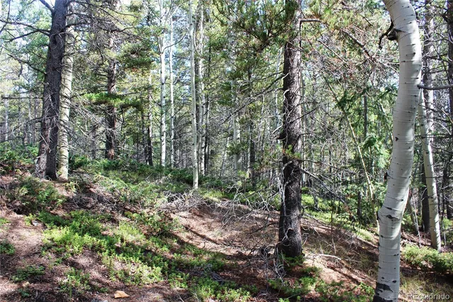 a view of a forest with trees