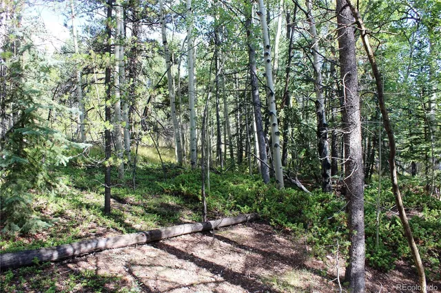 a view of a yard with plants and trees