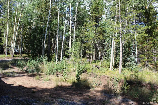 a view of a forest with trees