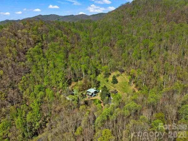 a view of a lush green forest with mountain