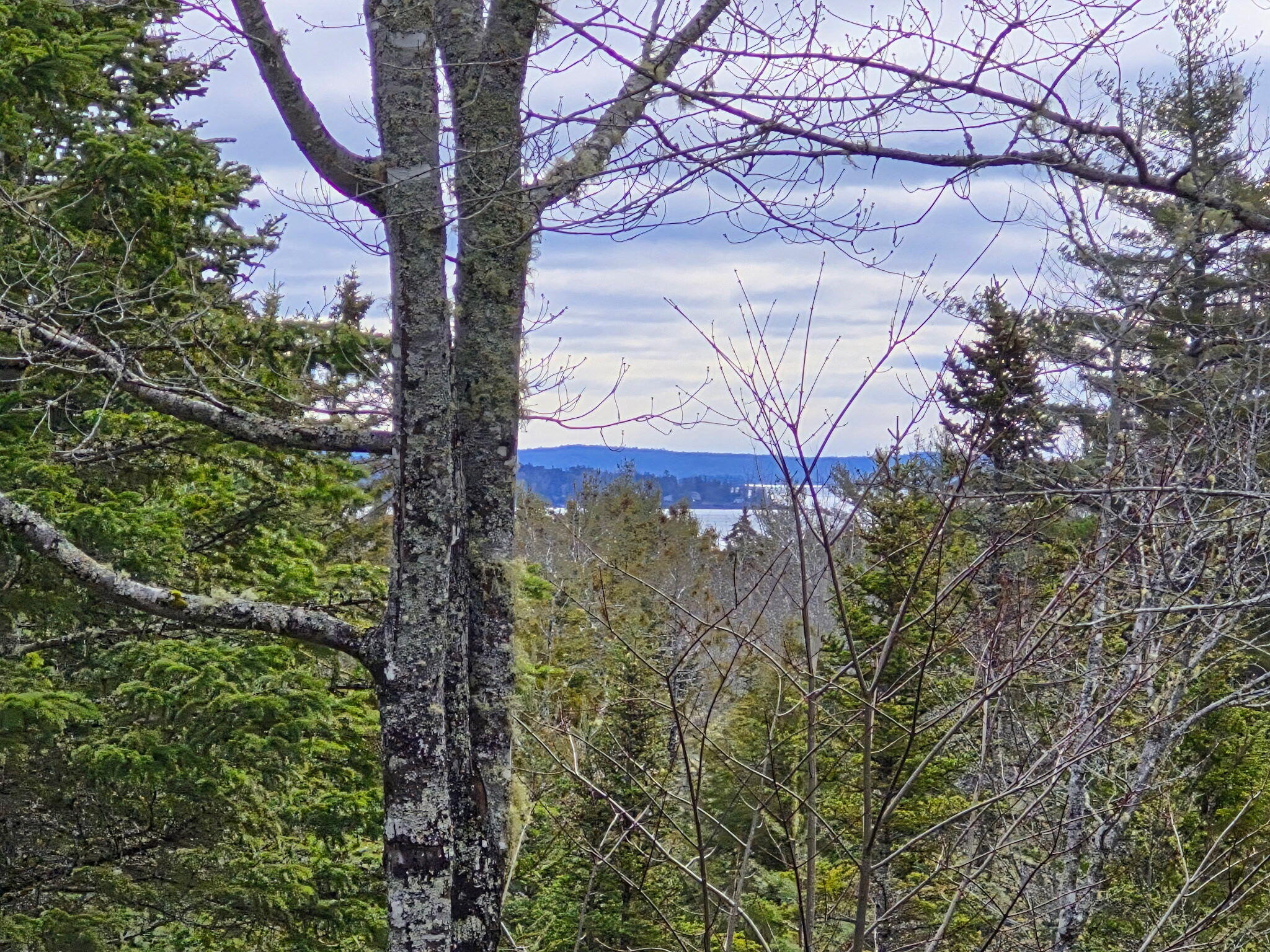 39 Needle's Eye Road Lamoine, ME 04605 - Photo 4 of 53 17544