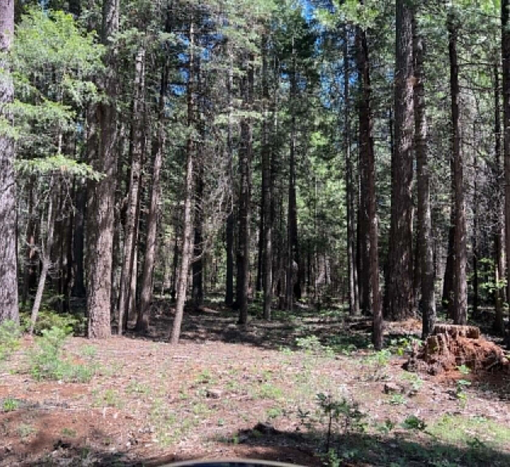 0 Logging Road Shingletown, CA 96088 - Photo 14 of 32 a view of house with trees in the background