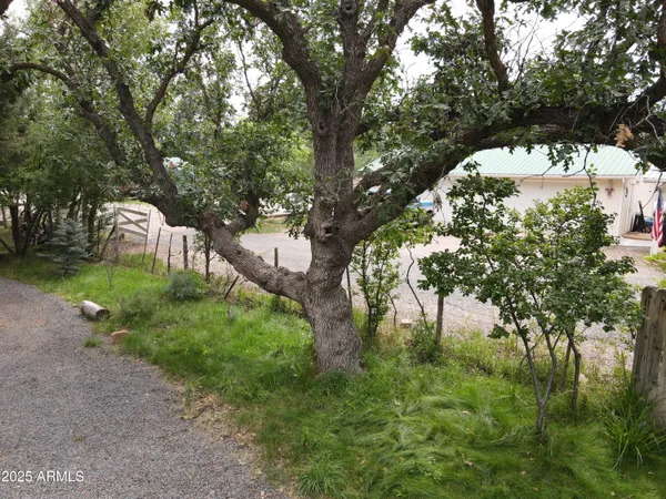 a view of a tree in front of a house
