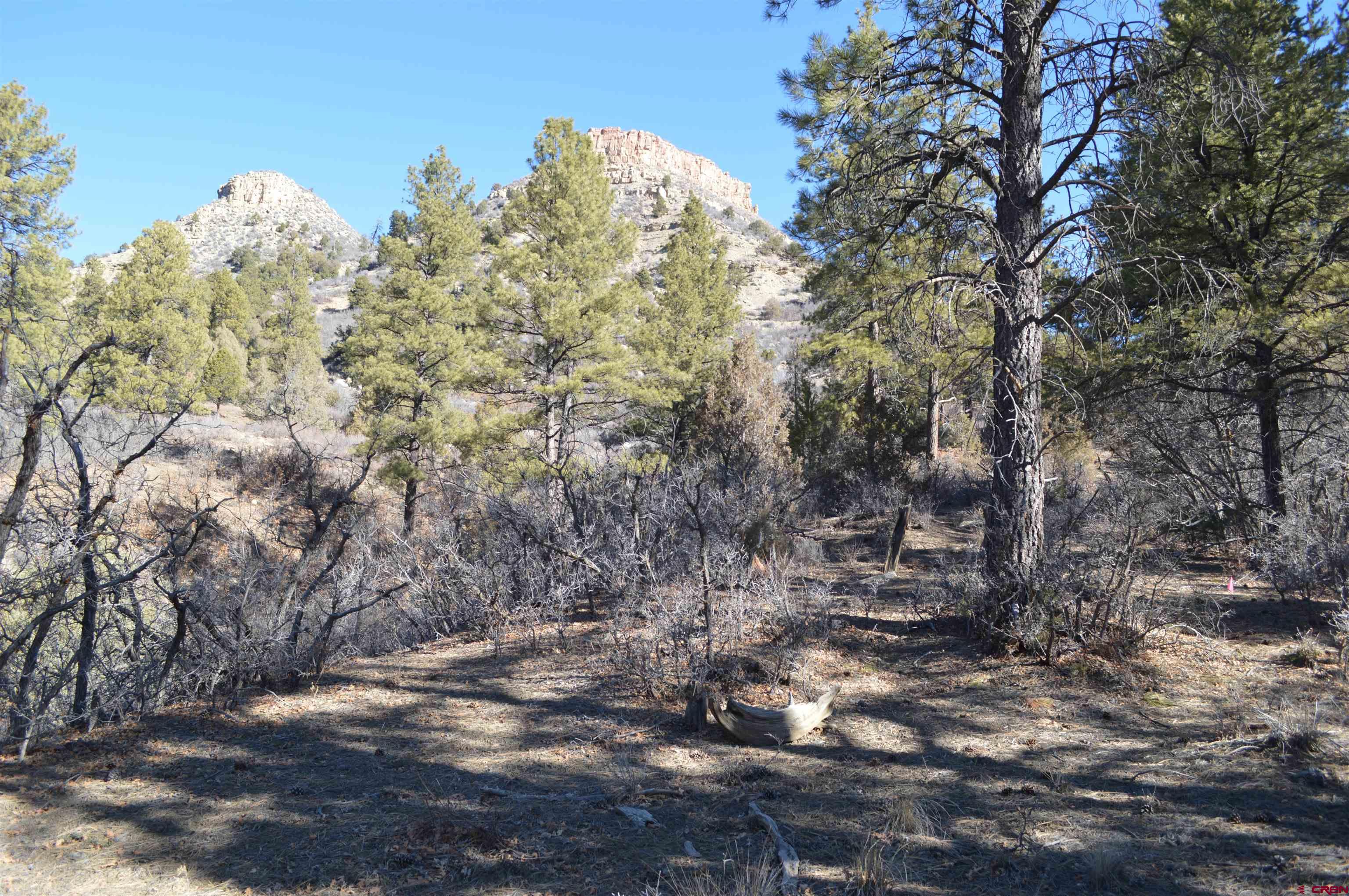 63 Snowdrop Court Durango, CO 81301 - Photo 21 of 23 a view of a forest with trees