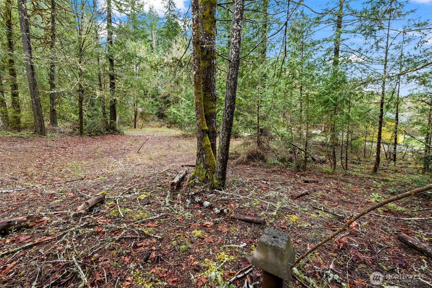 680 Highway 302 Allyn, WA 98524 - Photo 7 of 11 a view of a forest with trees