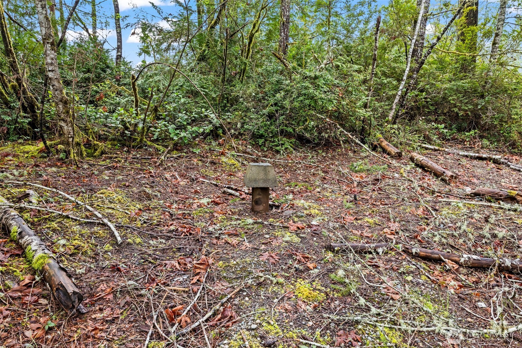 680 Highway 302 Allyn, WA 98524 - Photo 8 of 11 a picture of a tree