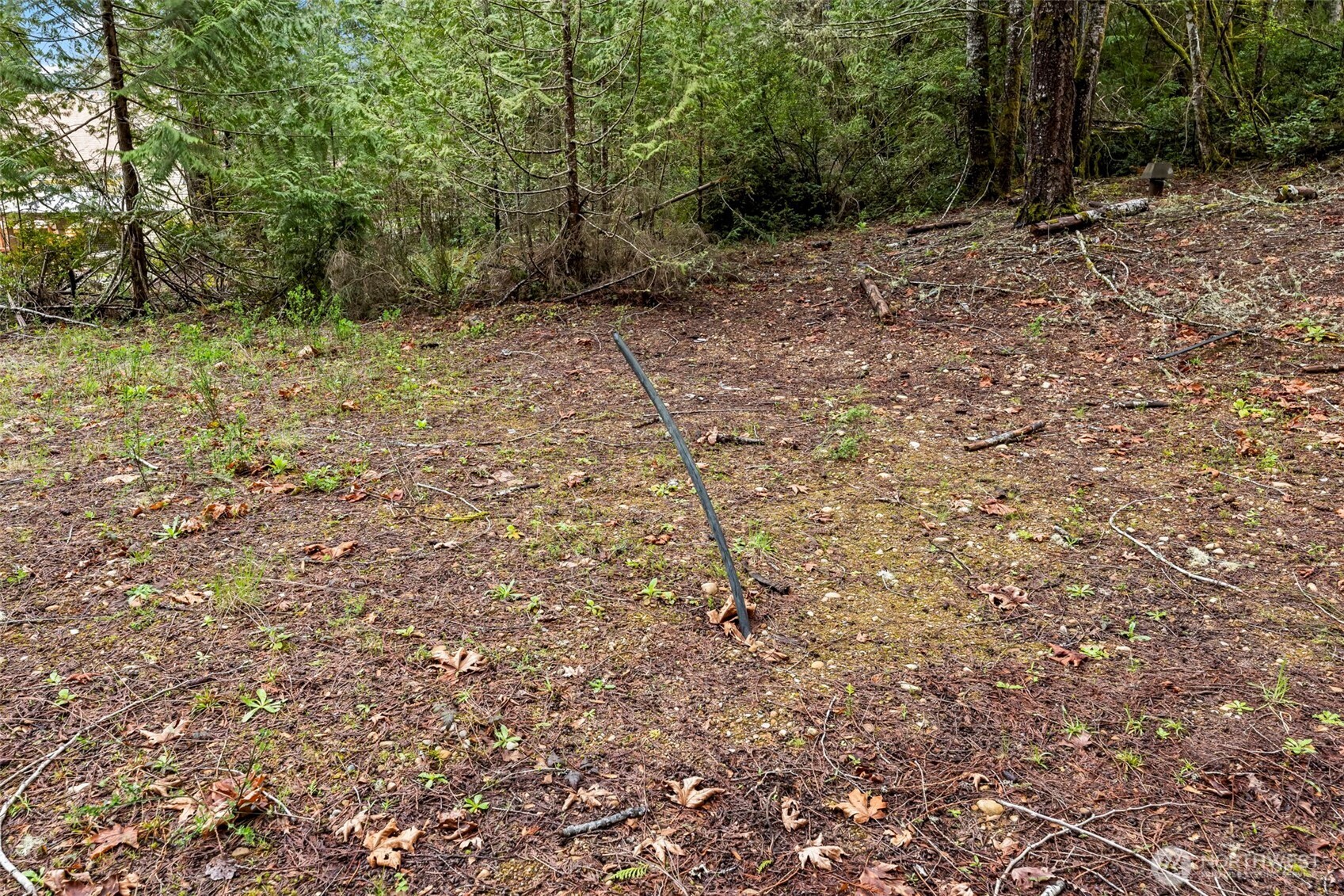 680 Highway 302 Allyn, WA 98524 - Photo 10 of 11 a view of a yard with a tree