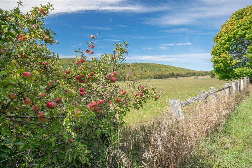 4253 Kennebec Road Dixmont, ME 04932 - Photo 4 of 32 Apple trees