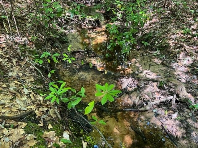 23.5-ac 23.5-ac Rosin Ridge Road Red Level, AL 36474 - Photo 34 of 37 Gallery Image 34
