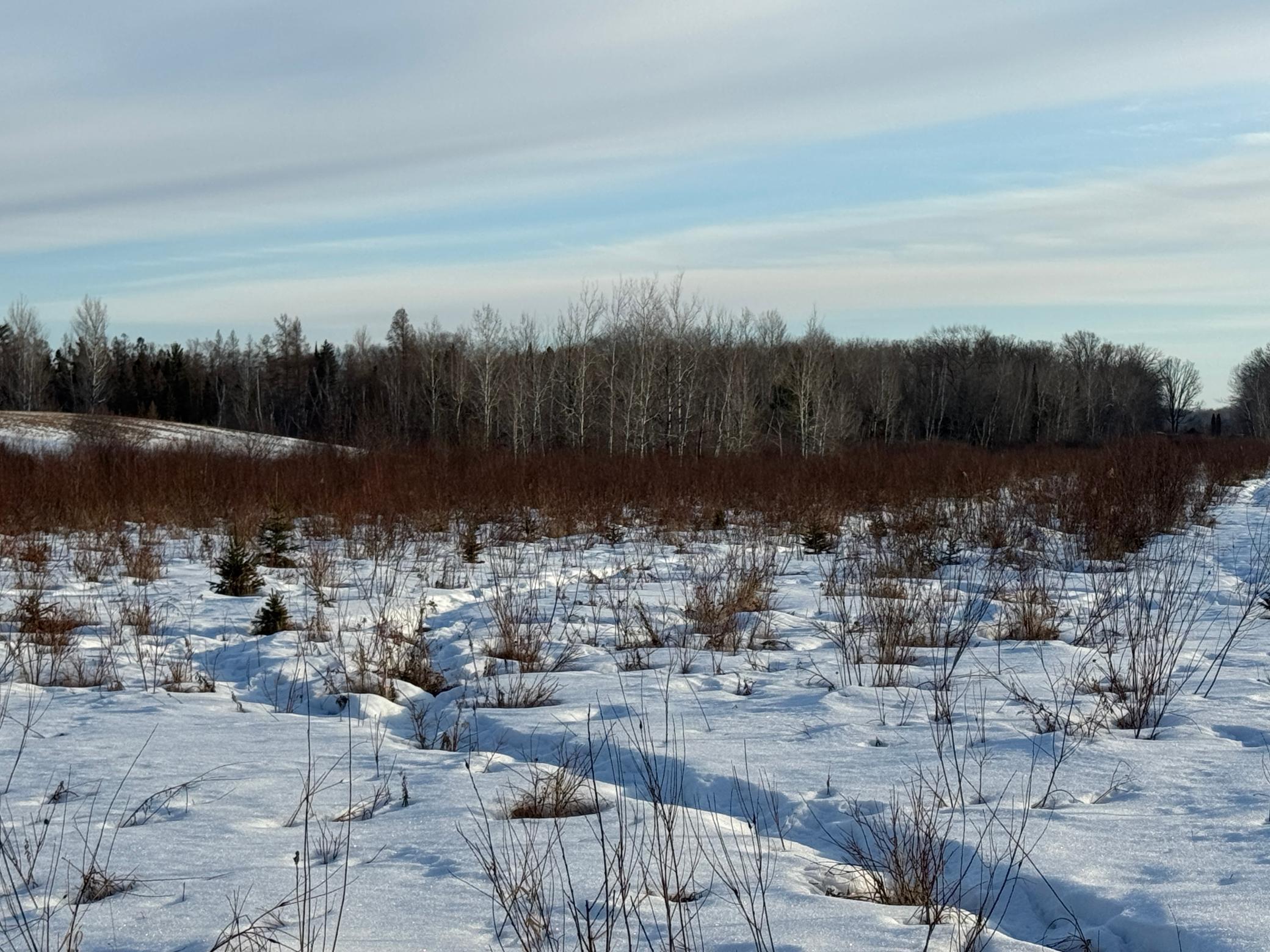 Tbd Scotch Pine Road Finlayson, MN 55735 - Photo 5 of 11