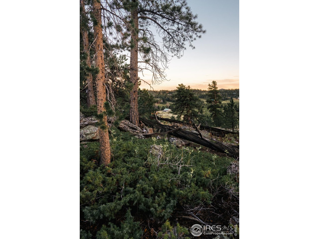256 Swift Deer Road Red Feather Lakes, CO 80545 - Photo 10 of 26 Sunrise