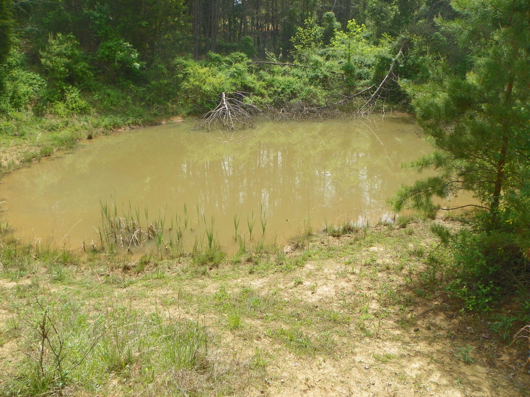 0 Niles Ferry Road Greenback, TN 37742 - Photo 8 of 33 Gallery Image 8