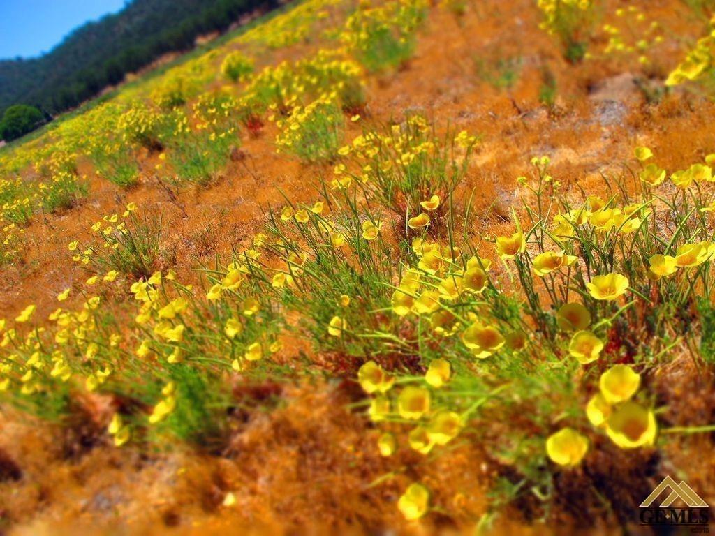 Undisclosed Address Caliente, CA 93518 - Photo 6 of 14 a view of a yard