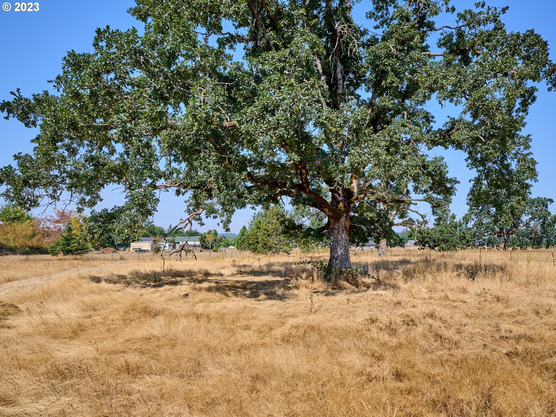 3661 Seminole Road Northeast Silverton, OR 97381 - Photo 46 of 48 a view of dirt yard with large trees