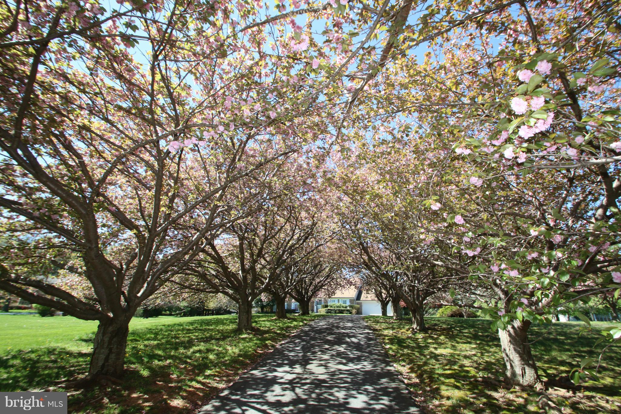 20912 Sunnyacres Road Gaithersburg, MD 20882 - Photo 20 of 20 Gorgeous Tree Lined Drive