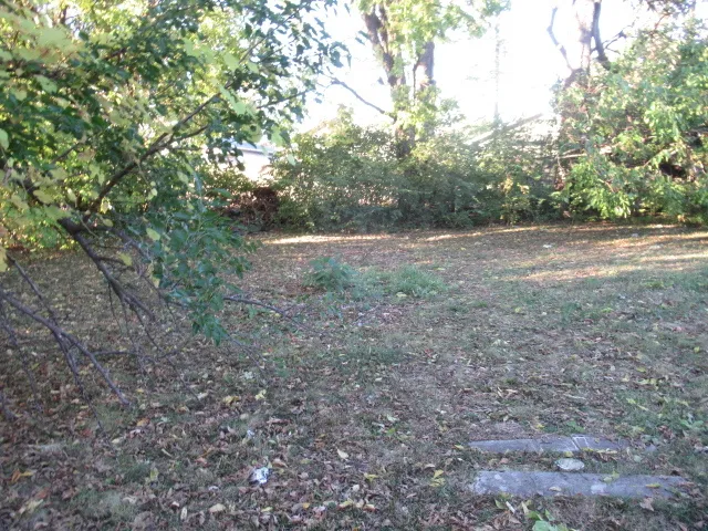 a view of a yard with plants and large trees