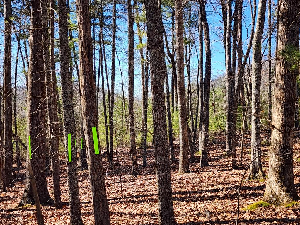 L17 Gray Grouse Trail Murphy, NC 28906 - Photo 1 of 6 a view of outdoor space with garden