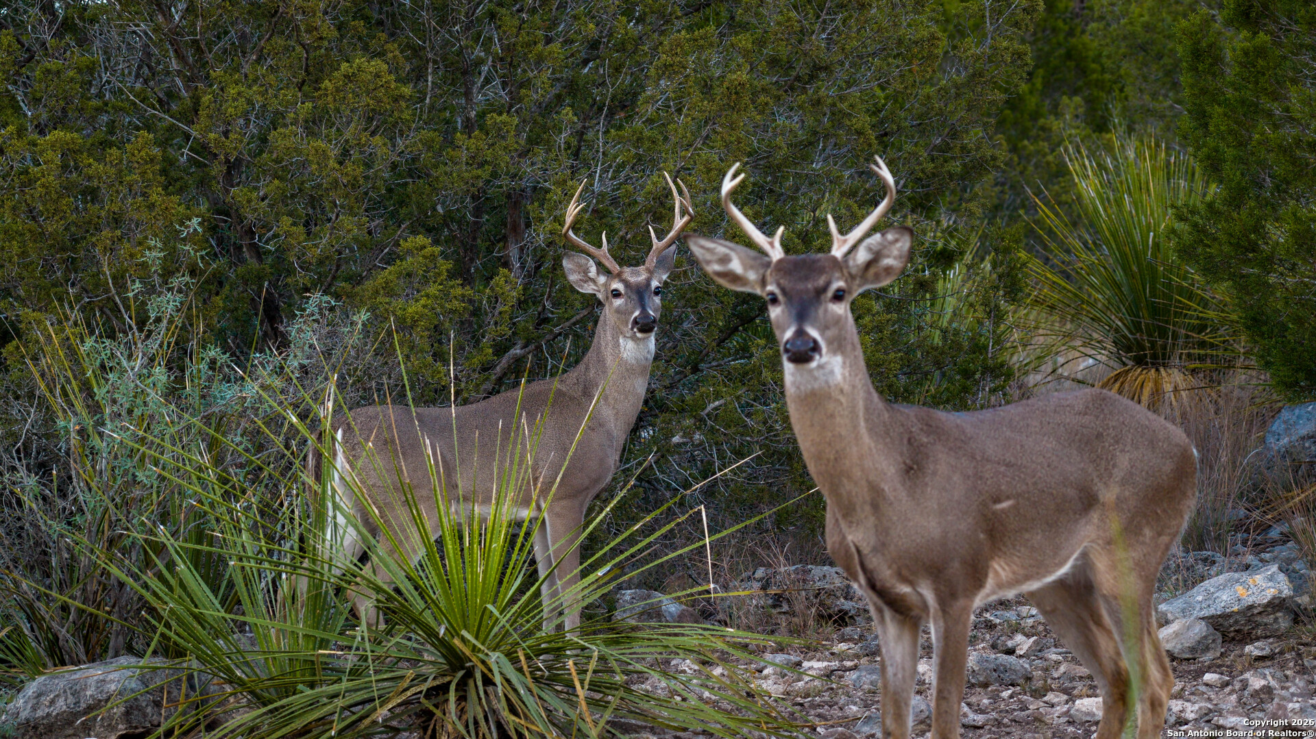 Tbd Us Highway 377 Del Rio, TX 78840 - Photo 24 of 44 a view of a backyard