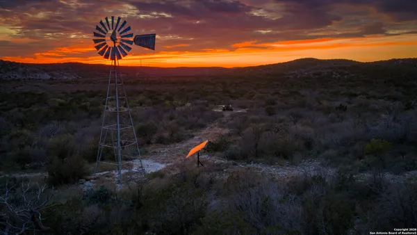 a view of a forest with a tree