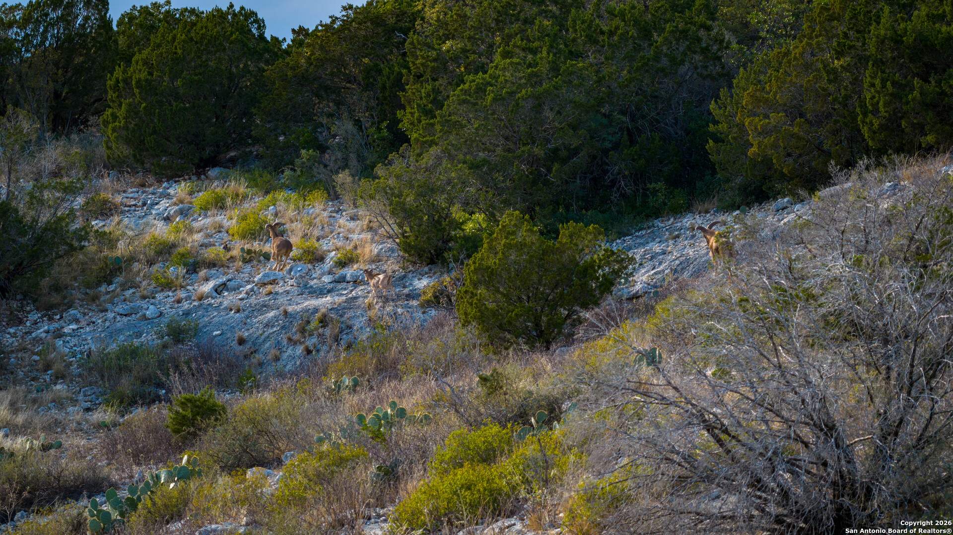 Tbd Us Highway 377 Del Rio, TX 78840 - Photo 6 of 44 a view of a forest with a tree