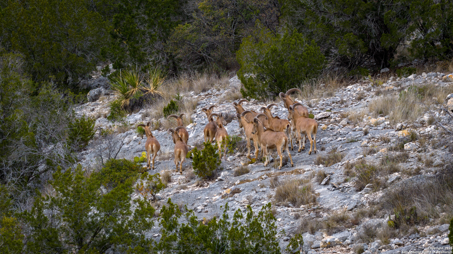 Tbd Us Highway 377 Del Rio, TX 78840 - Photo 7 of 44 a view of a forest with trees