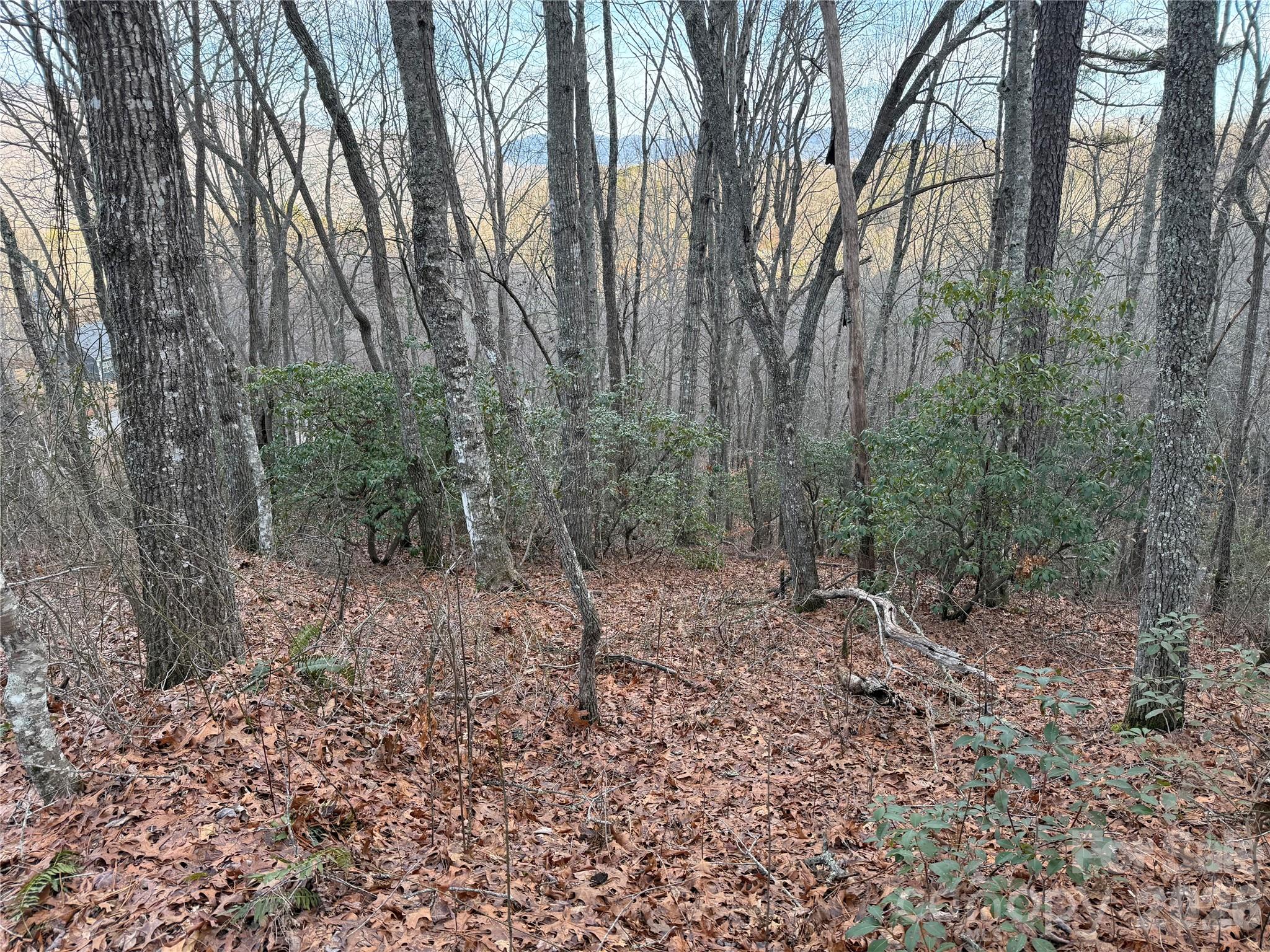 Lot 20 Vail Pass Road Whittier, NC 28789 - Photo 6 of 9 a view of a forest with trees in the background