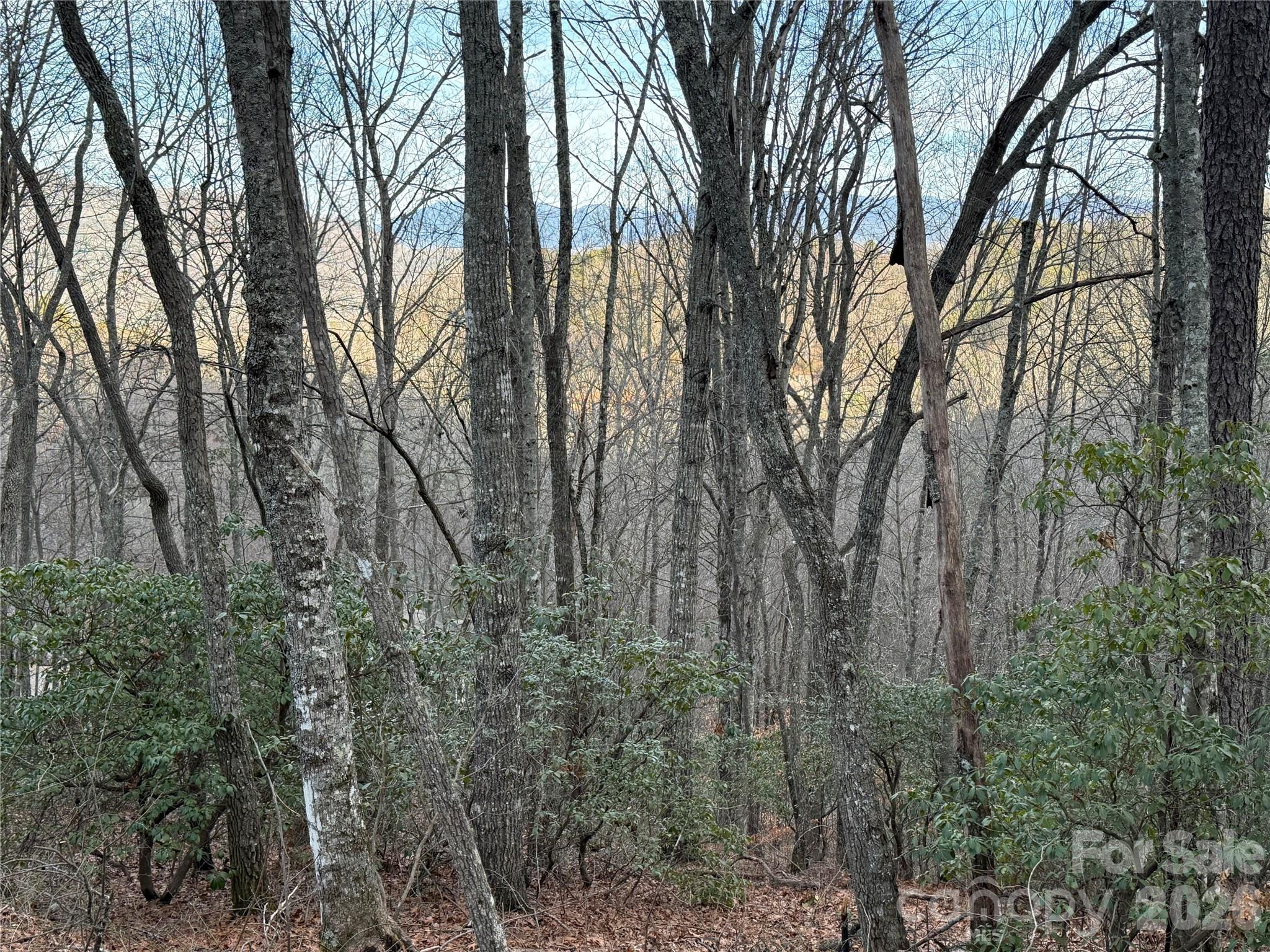 Lot 20 Vail Pass Road Whittier, NC 28789 - Photo 7 of 9 a view of forest