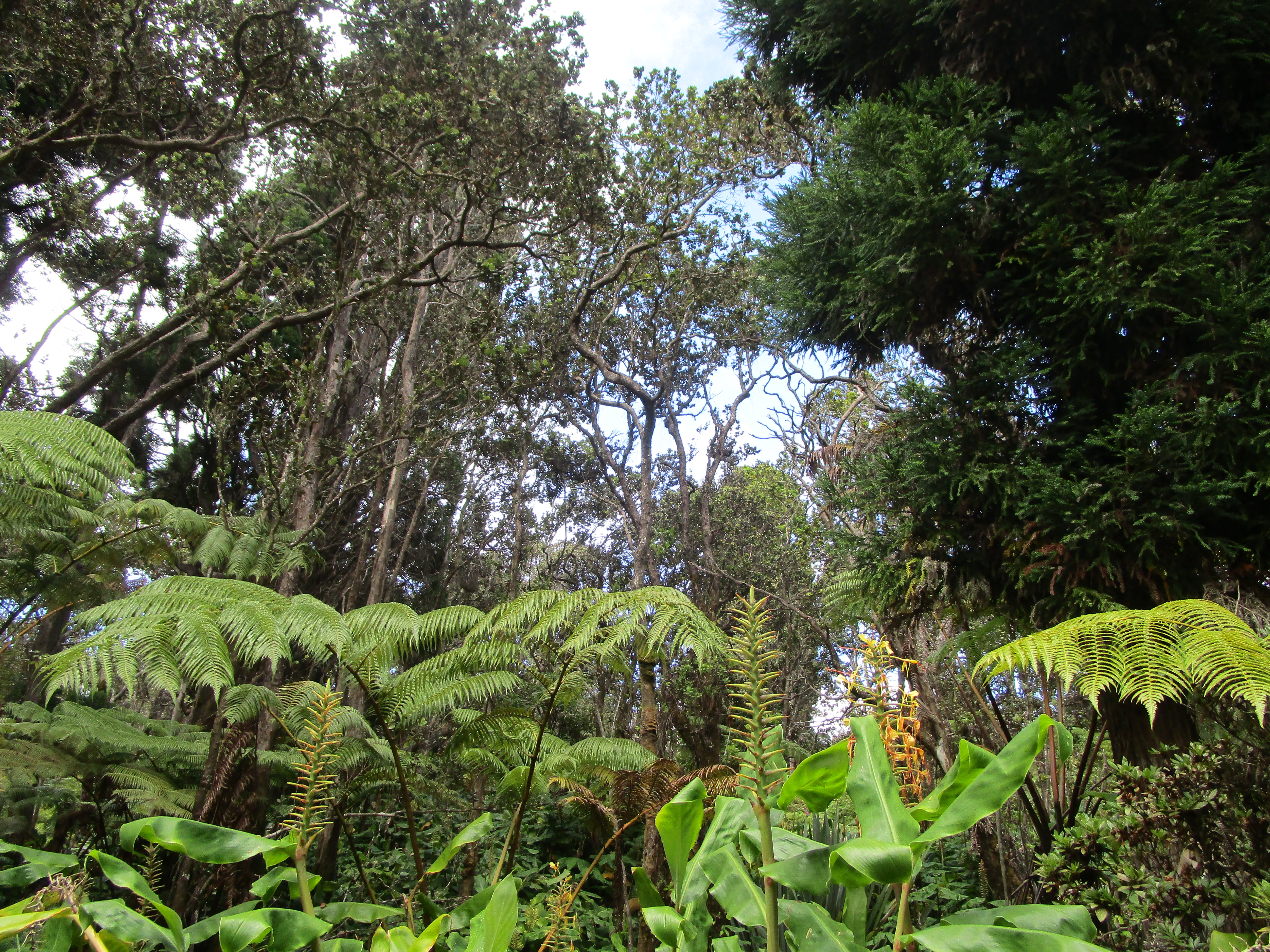1 Alanui Iiwi Volcano, HI 96785 - Photo 11 of 22 a plant that is in a garden