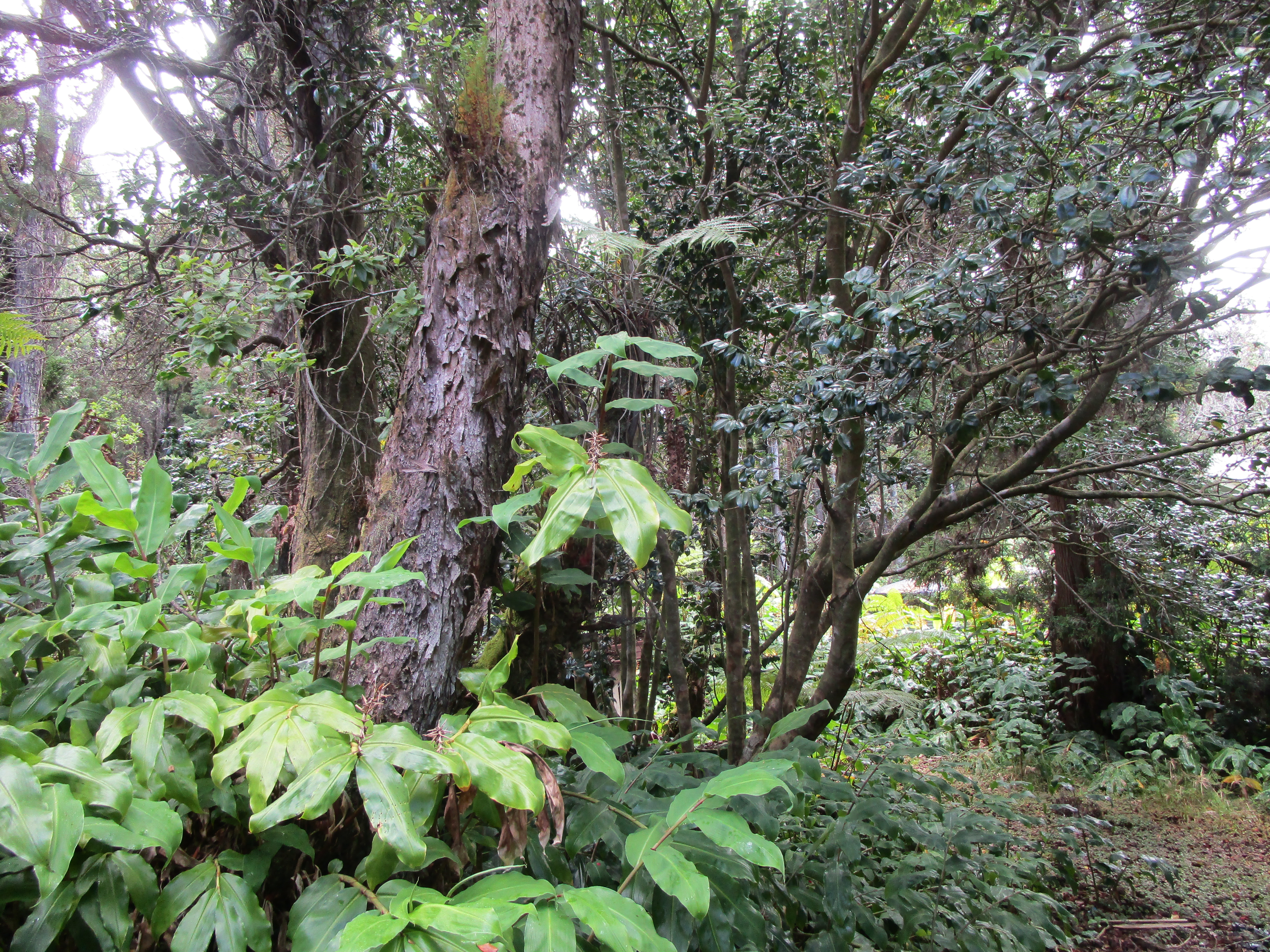 1 Alanui Iiwi Volcano, HI 96785 - Photo 12 of 22 a backyard of a building with lots of green space