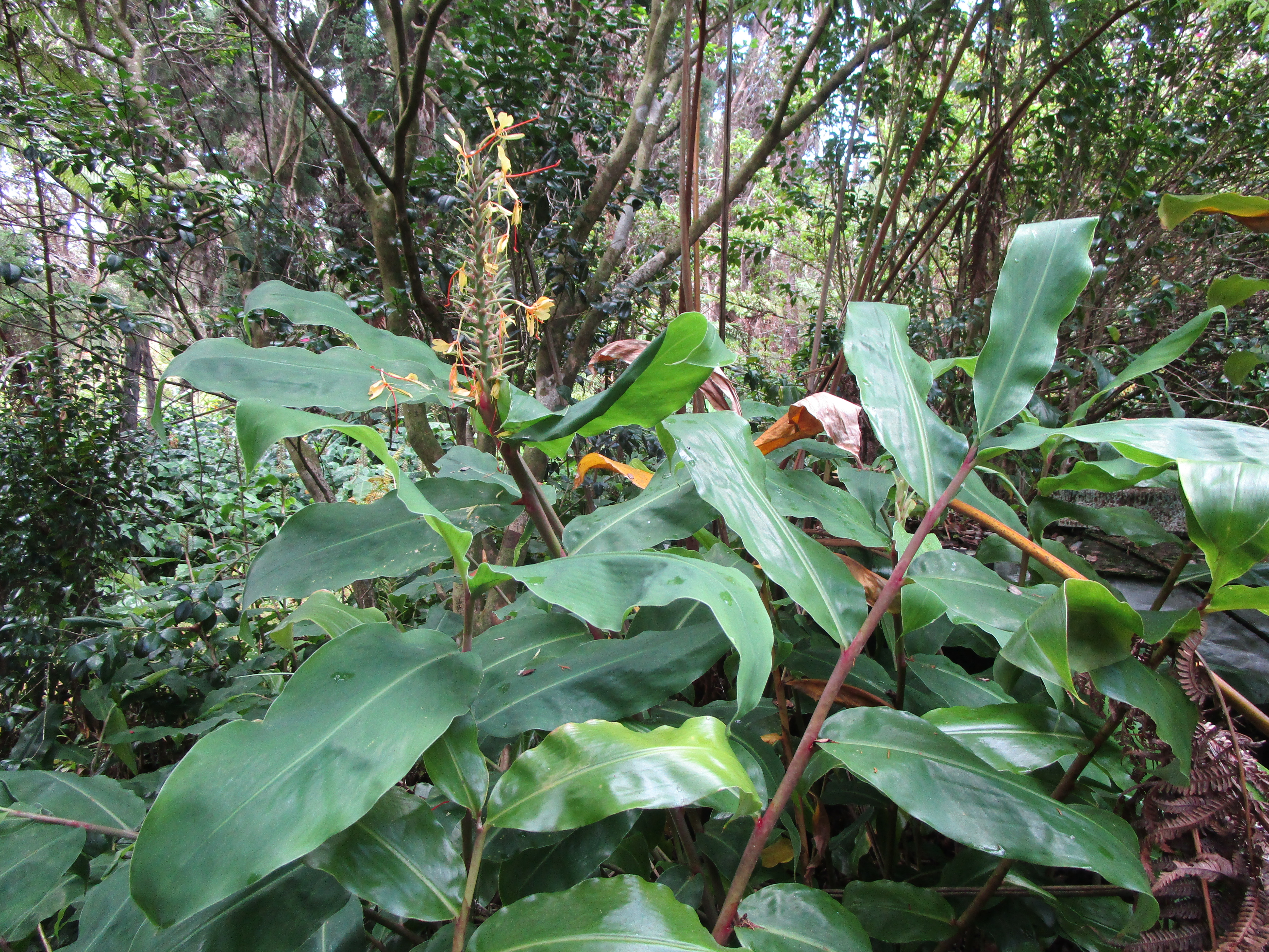 1 Alanui Iiwi Volcano, HI 96785 - Photo 13 of 22 a plant with lots of green tree