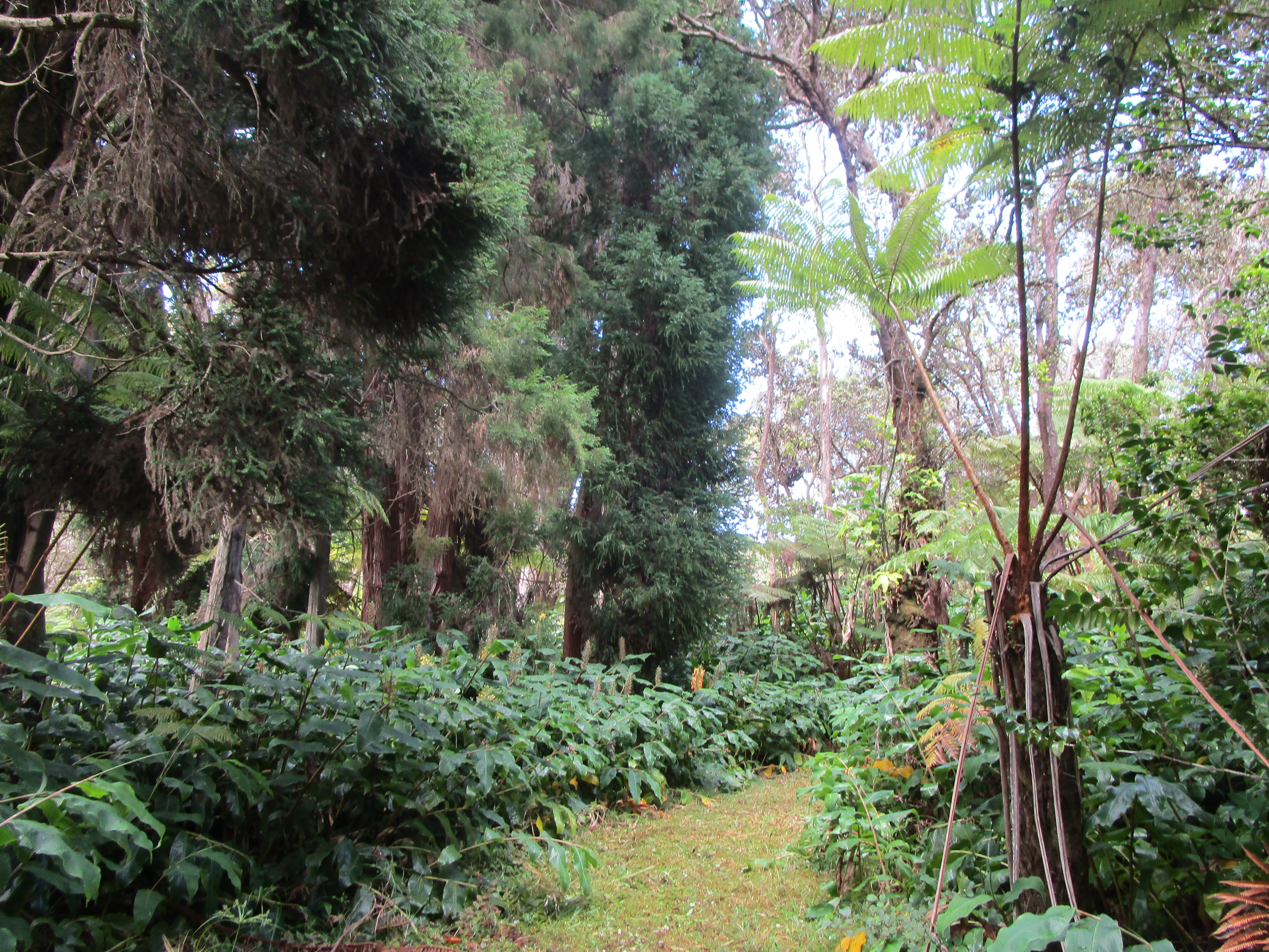 1 Alanui Iiwi Volcano, HI 96785 - Photo 14 of 22 a view of a garden