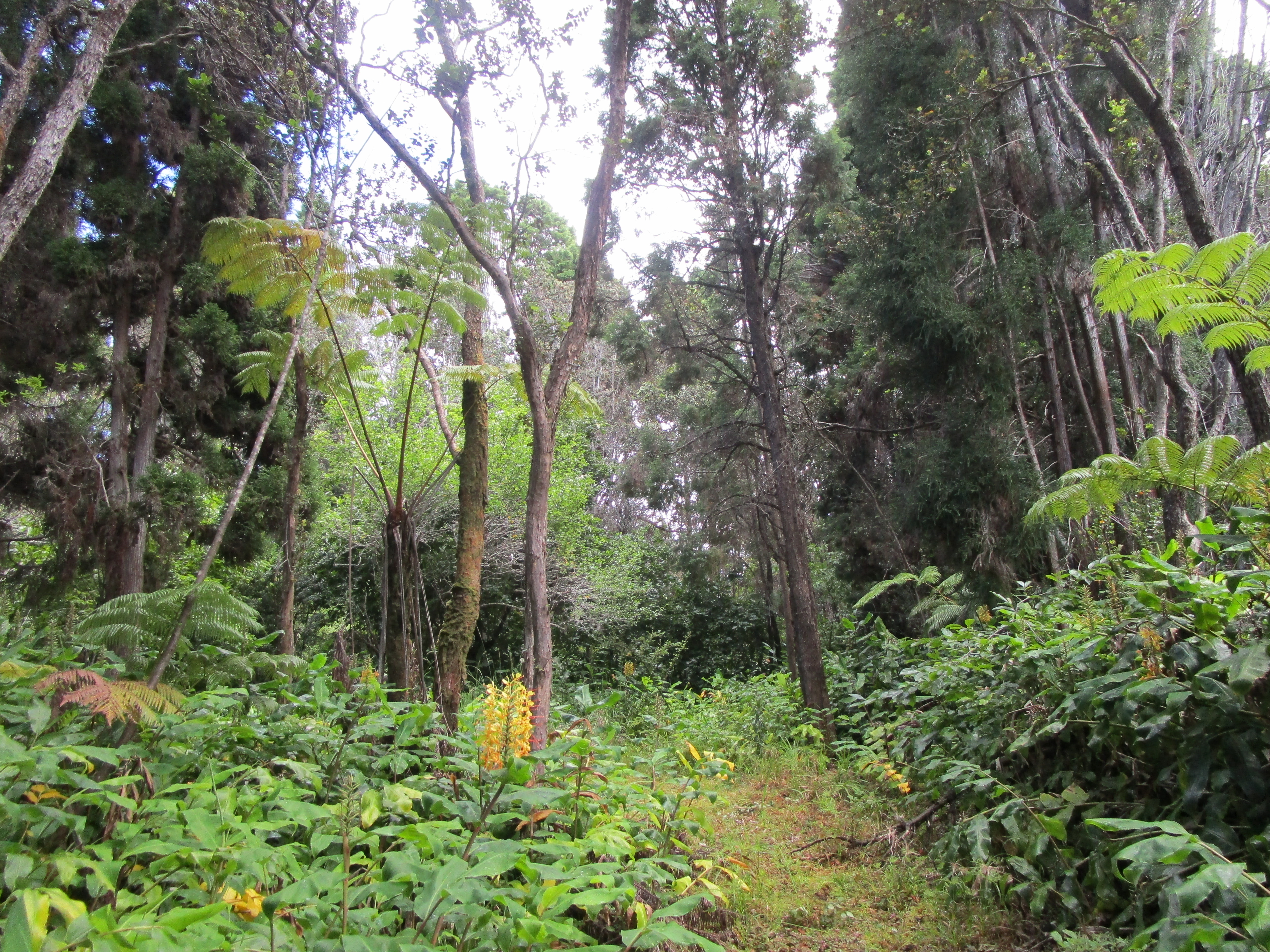 1 Alanui Iiwi Volcano, HI 96785 - Photo 15 of 22 a backyard of a house with lots of green space